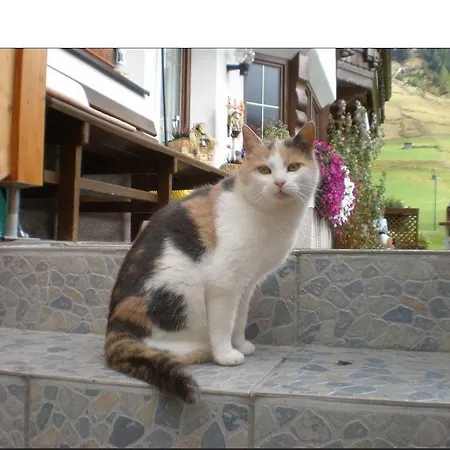 아파트 Haus Bergfreund